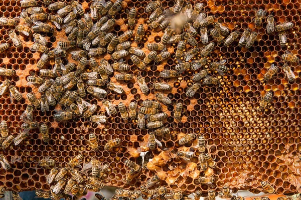 Busy bees inside hive with sealed cells for their young.