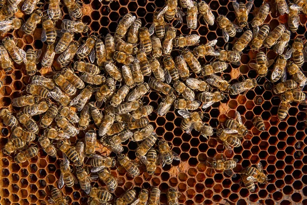 Busy bees, close up view of the working bees on honeycomb. — Stock Photo, Image