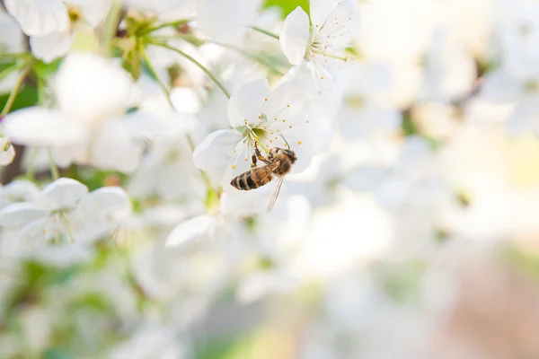 Biene sammelt Nektar und Pollen auf blühendem Kirschbaumzweig — Stockfoto