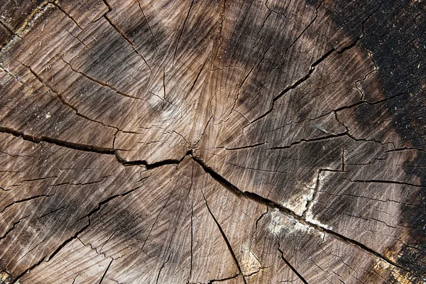 Struktura drewna zmontowalem pnia. Moss i grzybów rosnących na th — Zdjęcie stockowe