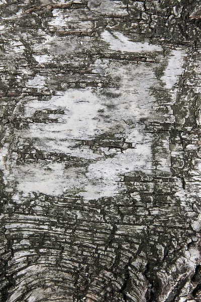 Tekstura kora brzozy jako tło — Zdjęcie stockowe