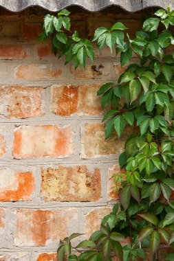 Bahçe yabani üzüm ile sonbahar yaprakları bir tuğla duvara.