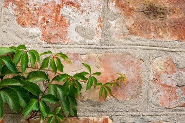 Bahçe yabani üzüm ile sonbahar yaprakları bir tuğla duvara.