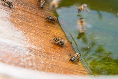 Arılar içme suyu yaz.