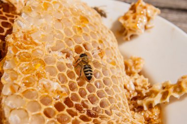 Tatlı tatlım ile petek üzerinde çalışma arı görünümü kadar kapatın