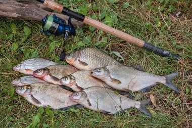 Birkaç ortak çipura balık, crucian balık, roach balık, kasvetli balık 