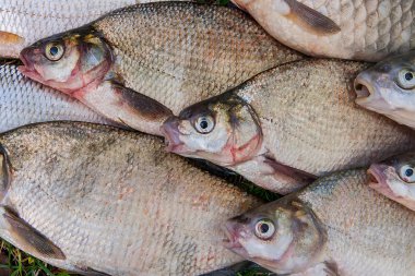 Yığın ortak çipura balık, crucian balık, roach balık, kasvetli f