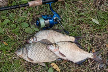 Birkaç ortak çipura balık, crucian balık, roach balık, kasvetli balık 