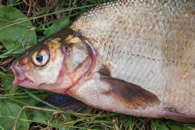 Yeşil çimenlerin üzerinde birkaç ortak çipura balık. Tatlı su fi yakalamak