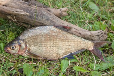 Yeşil çimenlerin üzerinde birkaç ortak çipura balık. Tatlı su fi yakalamak
