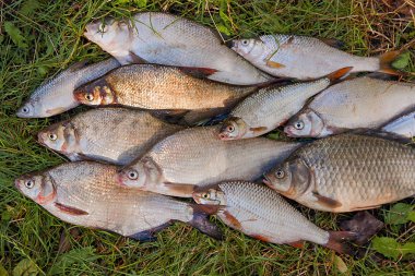 Yığın ortak çipura balık, crucian balık, roach balık, kasvetli f