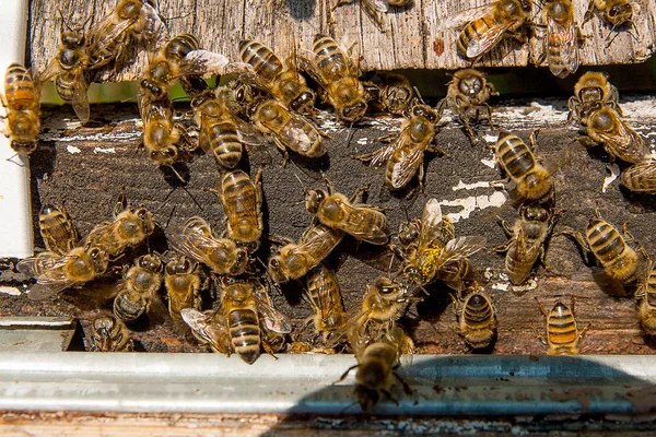 Viele Bienen am Eingang des Bienenkorbs im Bienenhaus. — Stockfoto