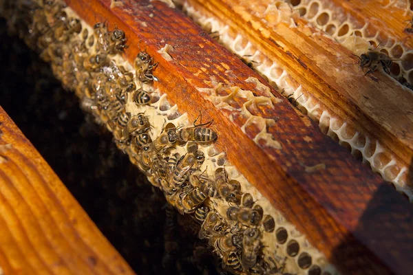 Nahaufnahme der Bienen, die auf einer Wabe schwärmen. — Stockfoto