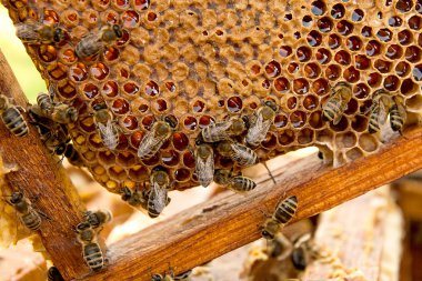 Tatlı bal ile petek üzerinde çalışma arıların görünümü. 
