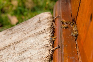 Arı, arı kovanı, arı kovanı girişinde bir sürü.