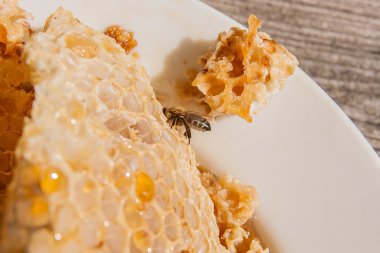 Tatlı tatlım ile petek üzerinde çalışma arı görünümü kadar kapatın