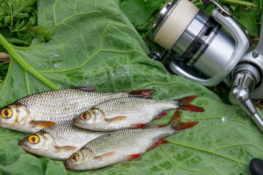 Doğal zemin üzerine birkaç ortak rudd balık. Freshwa yakalamak