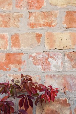 Bahçe yabani üzüm ile sonbahar yaprakları bir tuğla duvara.