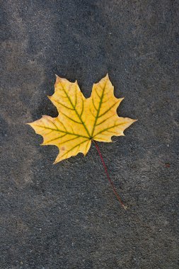 Karanlık ce izole sonbahar yaprak, yeşil, sarı ve turuncu renk