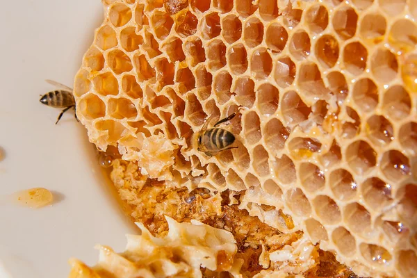 Close up view of the working bee on the honeycomb with sweet hon — Stock Photo, Image