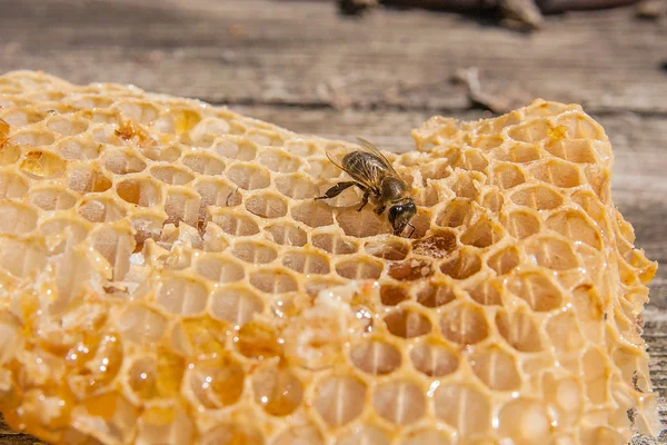 Vista da vicino dell'ape da lavoro sul favo con dolce tesoro — Foto Stock