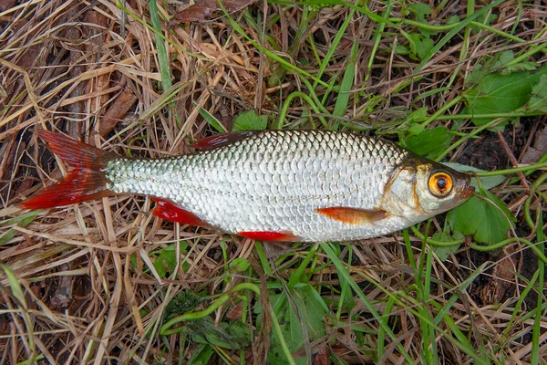 Un solo pez rubio común en la hierba verde . —  Fotos de Stock