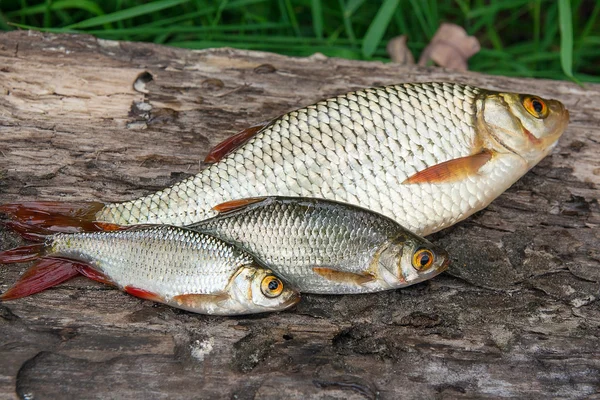 Diversi pesci rossi comuni su sfondo naturale . — Foto Stock