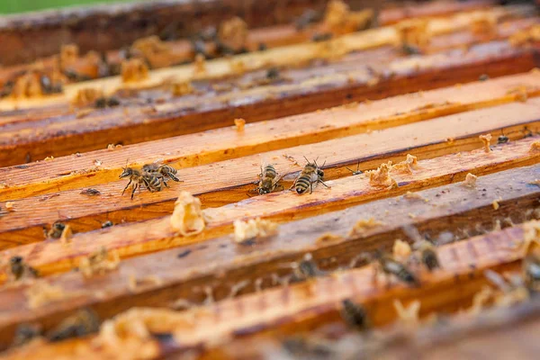 Vista de perto das abelhas que enxameiam em um favo de mel . — Fotografia de Stock