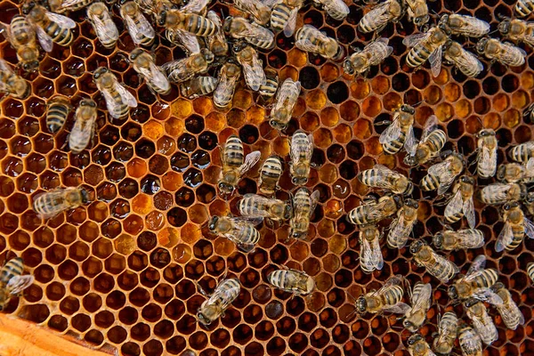 Pracovní včely na žluté plástev s med sladký. — Stock fotografie