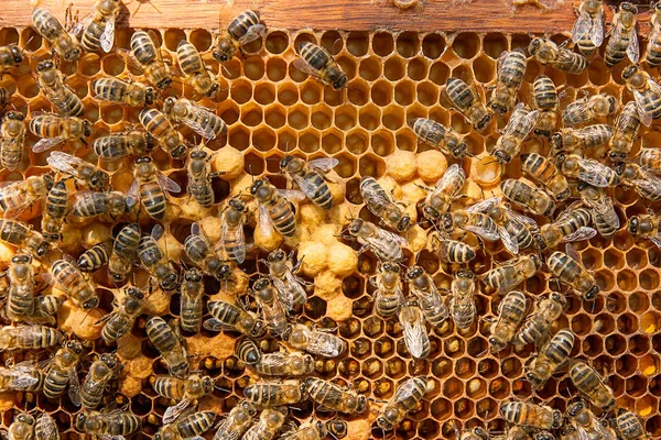 Abelhas ocupadas dentro da colmeia com células seladas para seus filhotes . — Fotografia de Stock