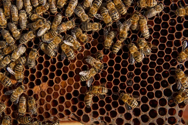 Busy bees, close up view of the working bees on honeycomb. — Stock Photo, Image