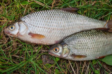 Yeşil çimenlerin üzerinde birkaç ortak roach balık. Tatlı su fi yakalamak