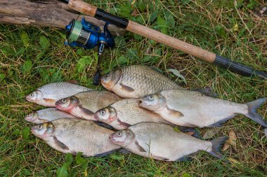 Birkaç ortak çipura balık, crucian balık, roach balık, kasvetli balık 