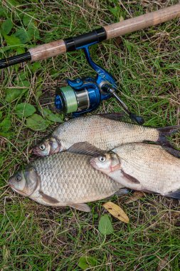 Birkaç ortak çipura balık, crucian balık, roach balık, kasvetli balık 