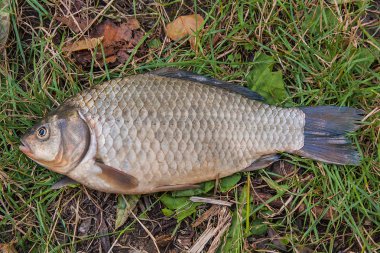 Yeşil çimenlerin üzerinde bir havuz balık. Nat üzerinde tatlı su balık yakalamak