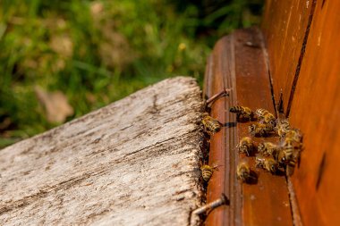 Arı, arı kovanı, arı kovanı girişinde bir sürü.