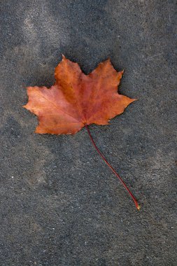 Karanlık ce izole sonbahar yaprak, yeşil, sarı ve turuncu renk