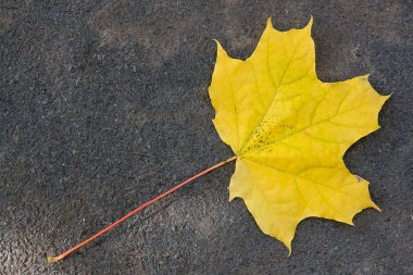 Karanlık ce izole sonbahar yaprak, yeşil, sarı ve turuncu renk