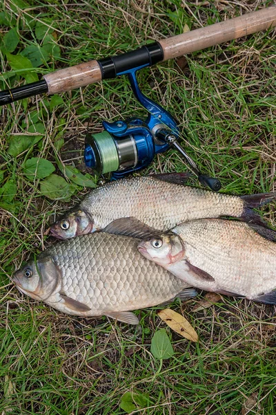 Several common bream fish, crucian fish, roach fish, bleak fish — Stock Photo, Image