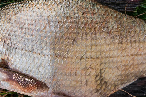 Vista da vicino del comune pesce abramide appena preso dall'acqua. Co — Foto Stock