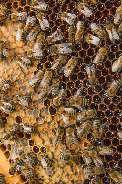 Veduta delle api lavoratrici sul favo con miele dolce . — Foto Stock