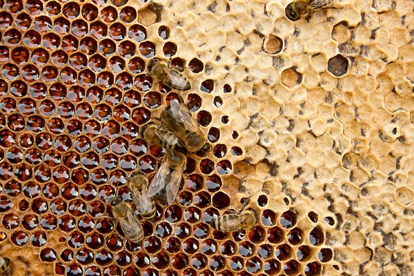 甘い蜂蜜とハニカムで、働き蜂のビュー. — ストック写真