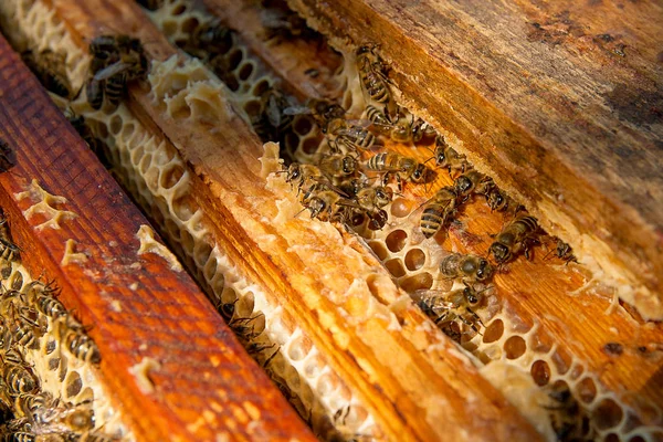 Close up view of the bees swarming on a honeycomb. — Stock Photo, Image