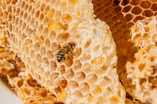 Close-up van de werkende bijen op de honingraat met zoete hon — Stockfoto