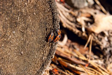 Siyah ve kırmızı Firebug'ı veya Pyrrhocoris apterus, eski bir ağaç trun üzerinde