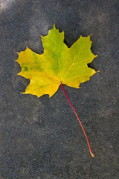 Karanlık ce izole sonbahar yaprak, yeşil, sarı ve turuncu renk