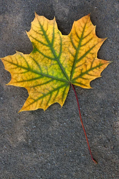 Karanlık ce izole sonbahar yaprak, yeşil, sarı ve turuncu renk