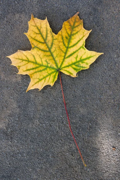 Karanlık ce izole sonbahar yaprak, yeşil, sarı ve turuncu renk