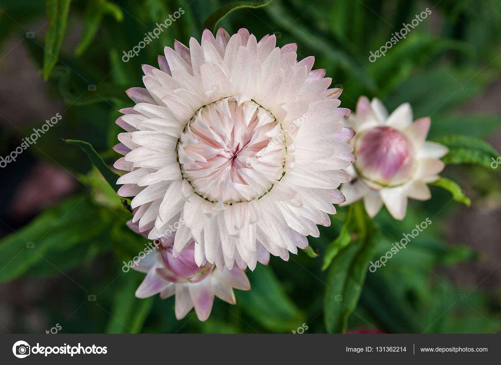 helichrysum paper daisy straw flower stock photo kostik2photo paper flower scientific name
