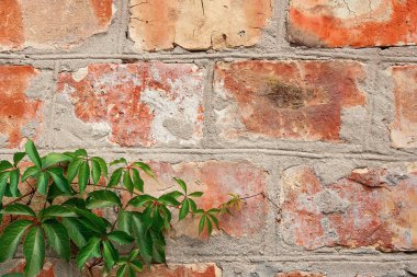 Bahçe yabani üzüm ile sonbahar yaprakları bir tuğla duvara.